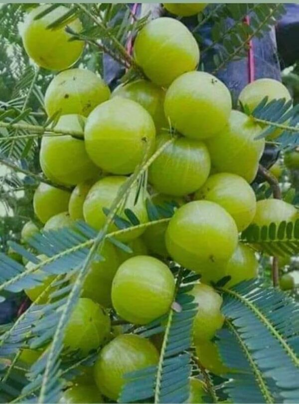 amla fruits