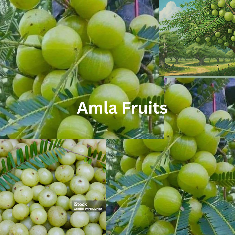 globharatonline.com Amla Fruits